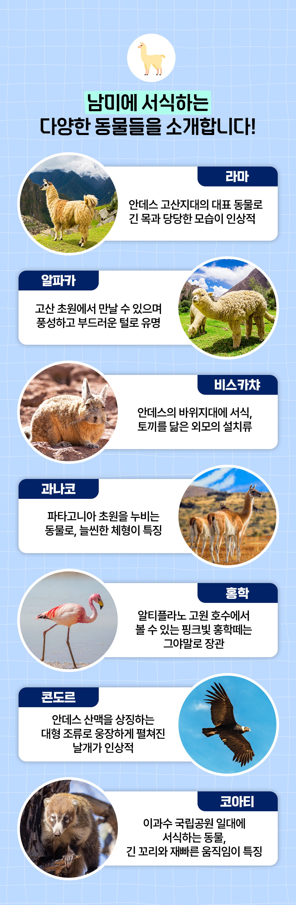 남미여행 남미동물 알파카 라마_07
